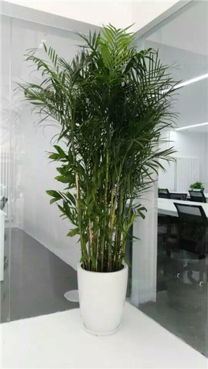 竹茎椰子